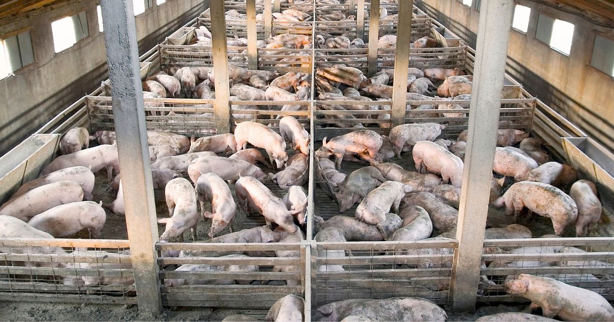 Powiat Mielecki wolny od ASF. Koniec ograniczeń - HEJ.MIELEC.PL