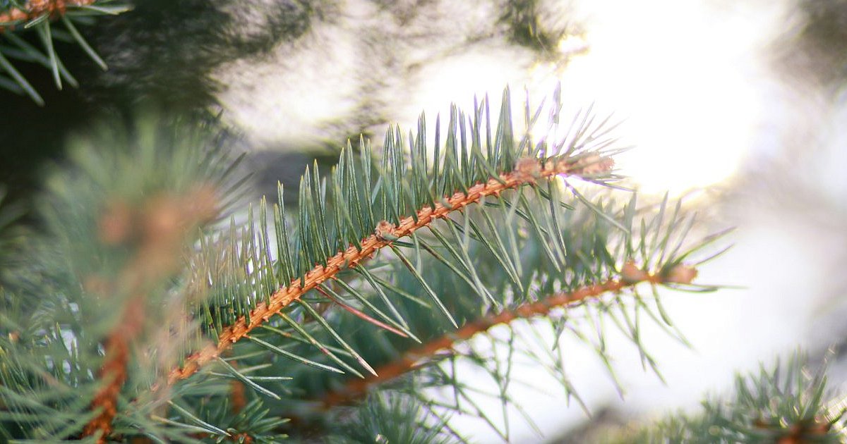Masz choinkę w doniczce? Daj jej drugie życie - HEJ.MIELEC.PL