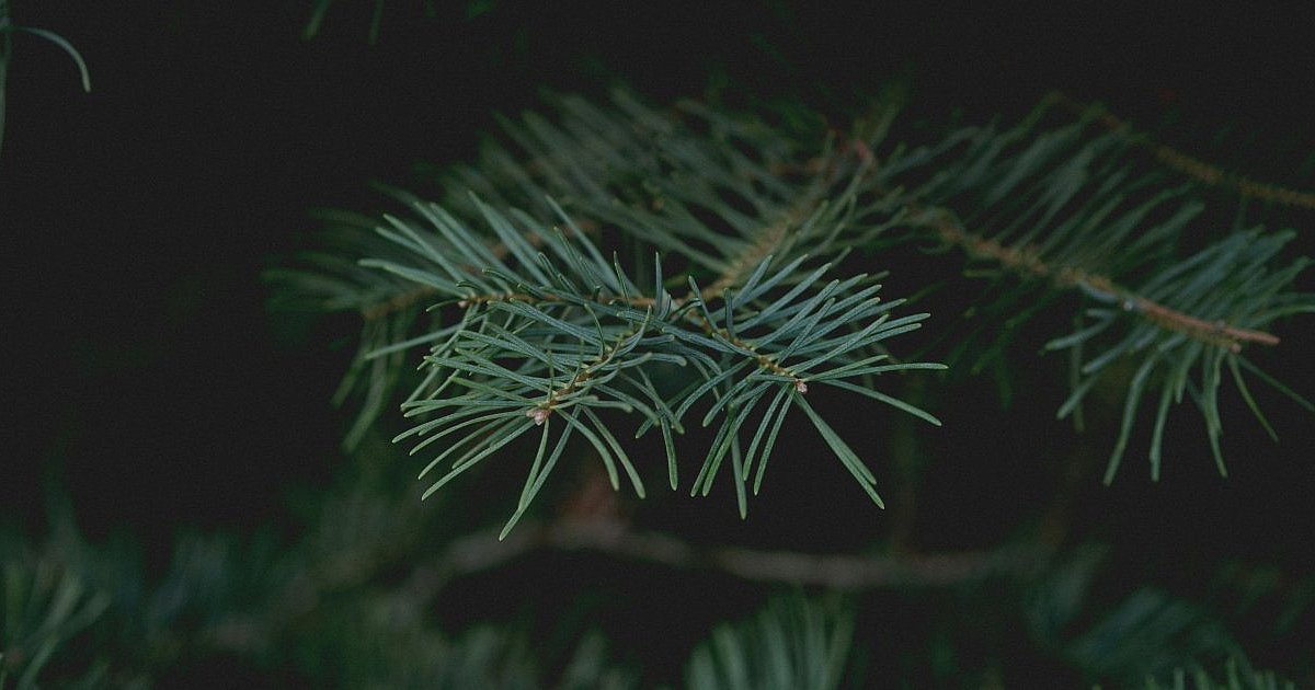 MPGK odbierze choinki. Mamy harmonogram - HEJ.MIELEC.PL