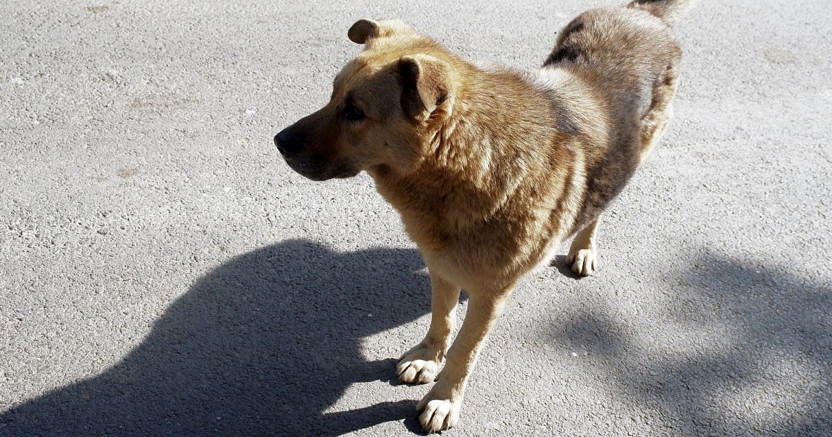 Psy umykają z podwórek. Narasta liczba zgłoszeń - HEJ.MIELEC.PL