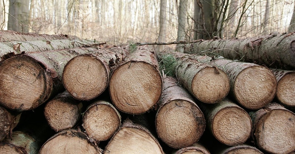 Przetarg na wycinkę drzew unieważniony. "Wystąpił błąd" - HEJ.MIELEC.PL