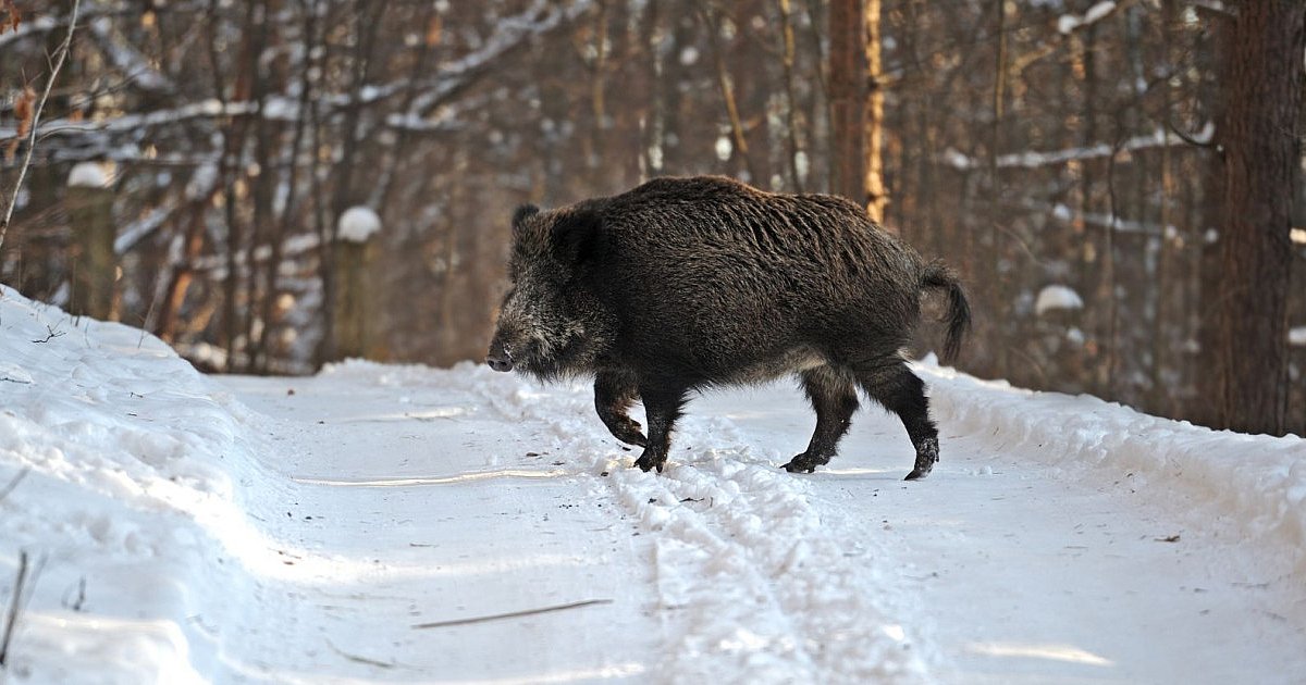 ASF może wrócić? Mielec musi być czujny - HEJ.MIELEC.PL