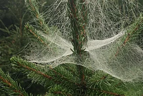 Kupujesz żywą choinkę na święta? Ten szczegół łatwo przeoczyć-103413