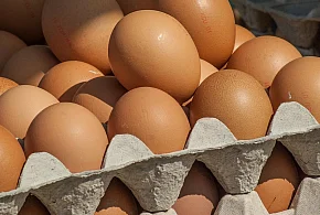 Salmonella wykryta w jajach! GIS wydał pilne ostrzeżenie-103537