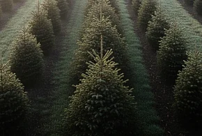 Ktoś ukradł choinki! Policja szuka sprawcy-103734