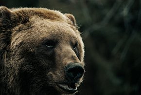 Tragedia na Podkarpaciu: 58-letnia kobieta zmarła po ataku niedźwiedzia