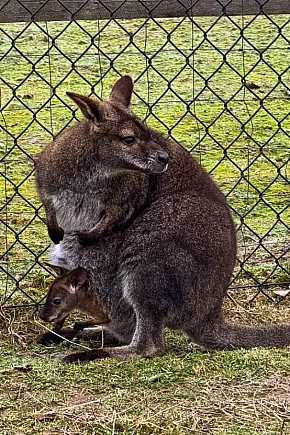 Kangury z młodym hitem żywej szopki w Woli Baranowskiej-13775