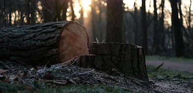 11 ofert na wycinkę drzew. Jakie kwoty?-103332