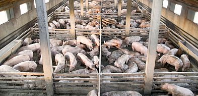 Powiat Mielecki wolny od ASF. Koniec ograniczeń-104053