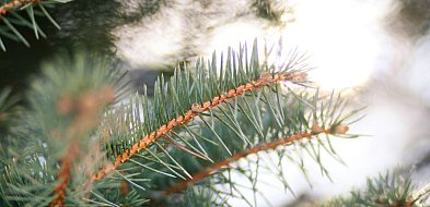 Masz choinkę w doniczce? Daj jej drugie życie-104584