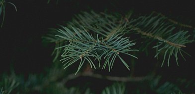 MPGK odbierze choinki. Mamy harmonogram-104737