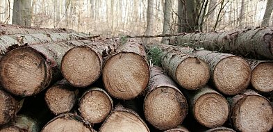 Przetarg na wycinkę drzew unieważniony. „Wystąpił błąd”