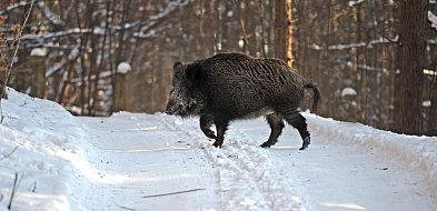 ASF może wrócić? Mielec musi być czujny