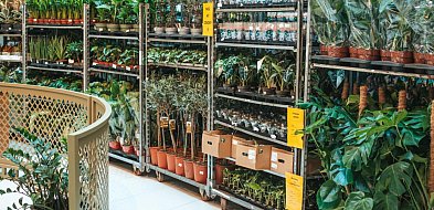 Wielkie Targi Roślin w Mielcu – wiosenny festiwal zieleni