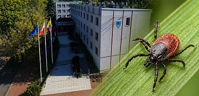Coraz więcej kleszczy w Mielcu? Magistrat analizuje [ANKIETA]