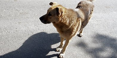 Psy umykają z podwórek. Narasta liczba zgłoszeń