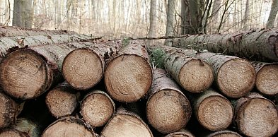 Przetarg na wycinkę drzew unieważniony. „Wystąpił błąd”