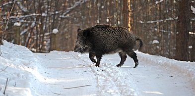ASF może wrócić? Mielec musi być czujny