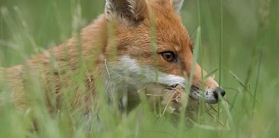 W kwietniu w regionie duża akcja szczepienia lisów