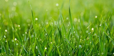 Cichy ogród bez kabli i spalin. Poznaj 5 powodów, dla których warto wybrać kosiark