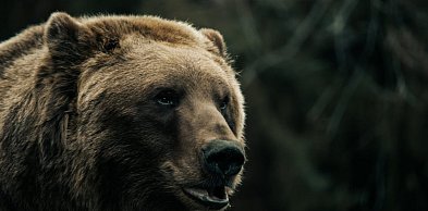 Tragedia na Podkarpaciu: 58-letnia kobieta zmarła po ataku niedźwiedzia