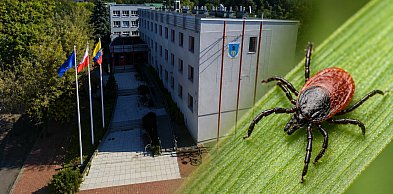 Coraz więcej kleszczy w Mielcu? Magistrat analizuje [ANKIETA]