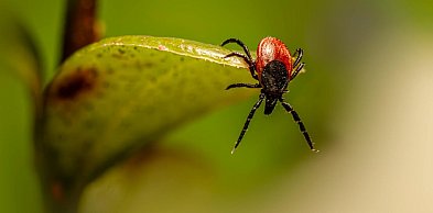 Kleszcze w ogrodzie, czyli dlaczego ochrona zaczyna się od porządku wokół domu