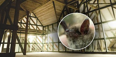 W Mielcu powstała pierwsza woliera dla nietoperzy-102966