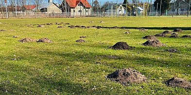 Krety zniszczyły boisko. Klub zamyka obiekt