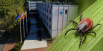 Coraz więcej kleszczy w Mielcu? Magistrat analizuje [ANKIETA]