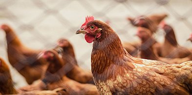 Podkarpacie objęte obostrzeniami. Wysoce zjadliwa grypa ptaków