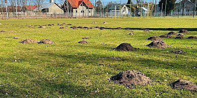 Krety zniszczyły boisko. Klub zamyka obiekt