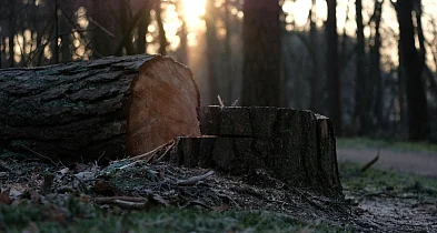 11 ofert na wycinkę drzew. Jakie kwoty?-103332