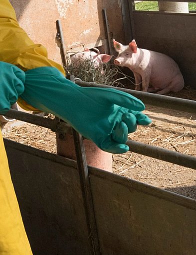 Jest decyzja Komisji Europejskiej ws. powiatu mieleckiego! Chodzi o ASF-101606