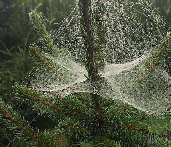 Kupujesz żywą choinkę na święta? Ten szczegół łatwo przeoczyć-103413