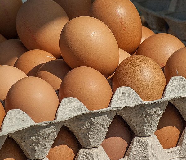 Salmonella wykryta w jajach! GIS wydał pilne ostrzeżenie-103537