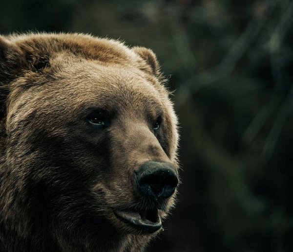 Tragedia na Podkarpaciu: 58-letnia kobieta zmarła po ataku niedźwiedzia