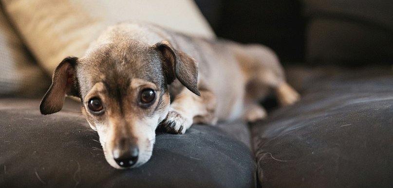 Dom czystszy o „kłaczek”? Radzimy, jak dbać o porządek przy czworonogu