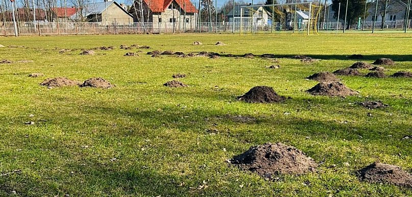 Krety zniszczyły boisko. Klub zamyka obiekt