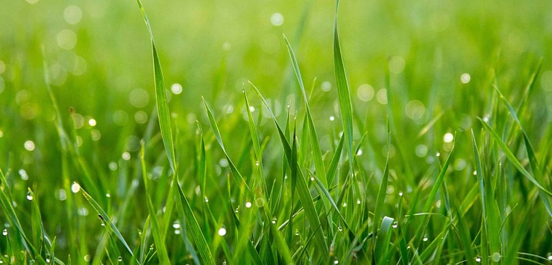 Cichy ogród bez kabli i spalin. Poznaj 5 powodów, dla których warto wybrać kosiark