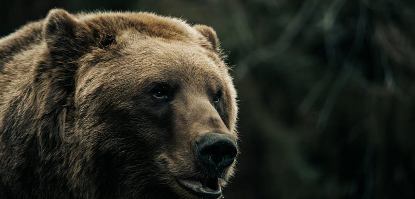 Tragedia na Podkarpaciu: 58-letnia kobieta zmarła po ataku niedźwiedzia