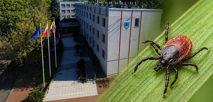 Coraz więcej kleszczy w Mielcu? Magistrat analizuje [ANKIETA]