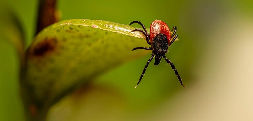 Kleszcze w ogrodzie, czyli dlaczego ochrona zaczyna się od porządku wokół domu