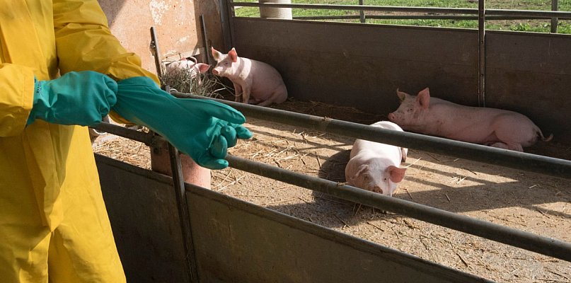 Jest decyzja Komisji Europejskiej ws. powiatu mieleckiego! Chodzi o ASF - 101606