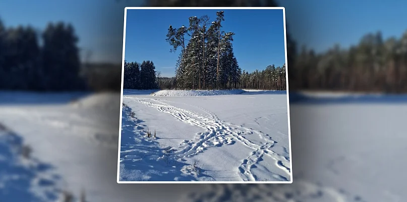 Spacery po zbiornikach wodnych? Nadleśnictwo alarmuje - 104515