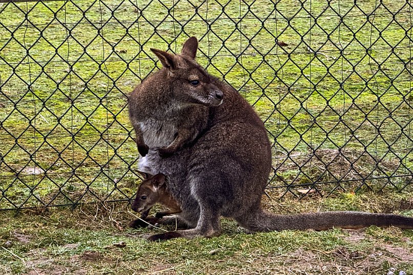 Kangury z młodym hitem żywej szopki w Woli Baranowskiej