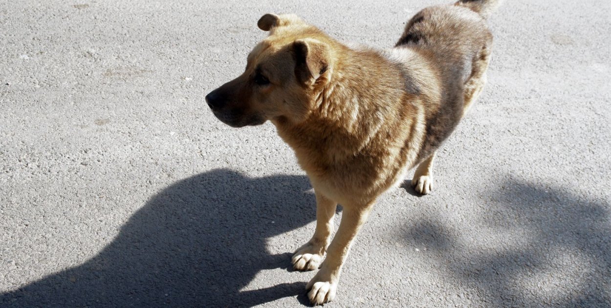 Psy umykają z podwórek. Narasta liczba zgłoszeń