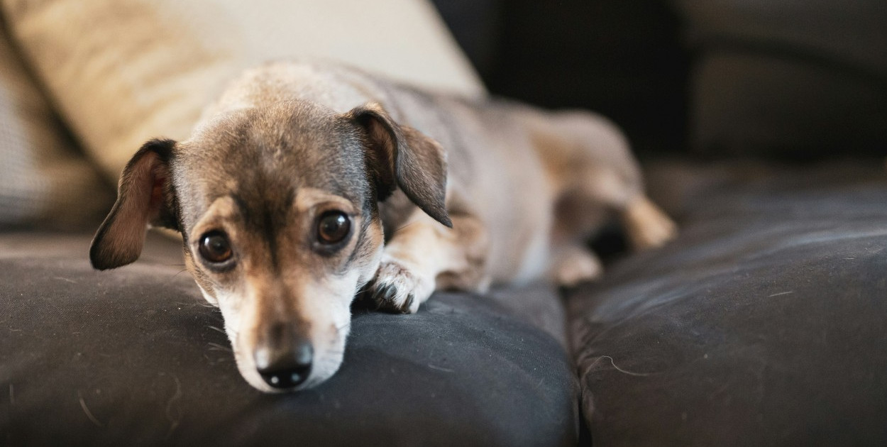 Dom czystszy o „kłaczek”? Radzimy, jak dbać o porządek przy czworonogu