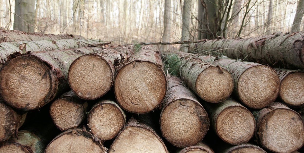 Przetarg na wycinkę drzew unieważniony. „Wystąpił błąd”