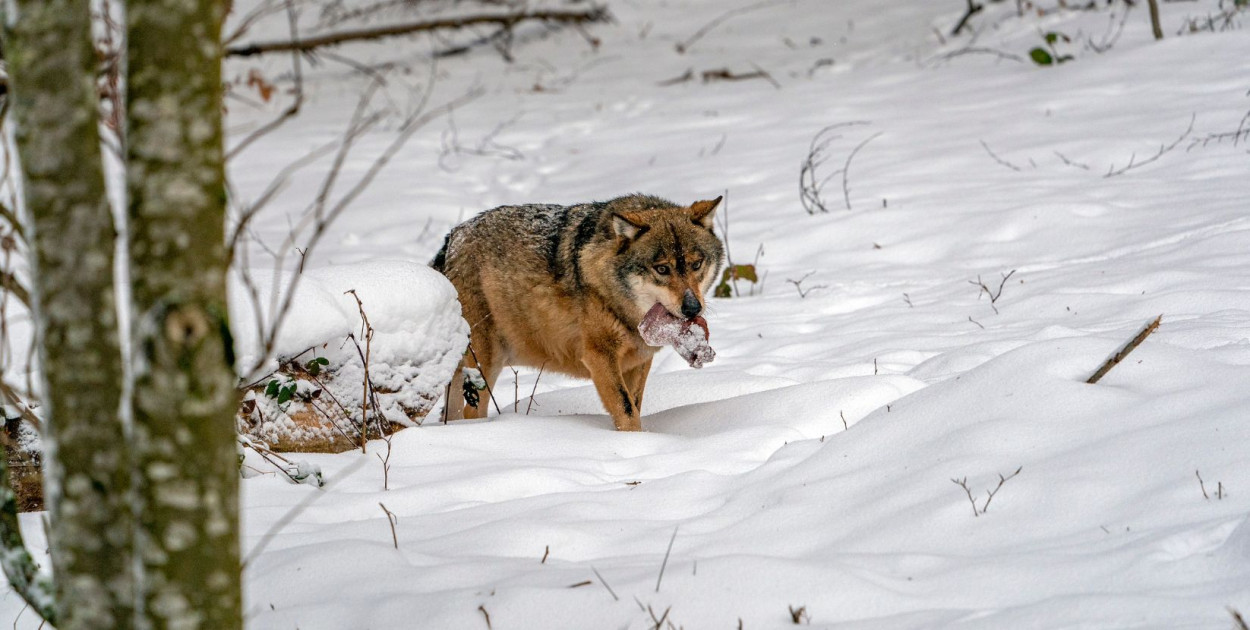Radni pytają o obecność wilków. Co na to ekspert?
